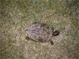 the map turtle (tortue géographique), Graptomys geographica, taken in Rapide de Cheval Blanc ecoterritory in the spring of 2005.